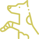 Allgemeine Tiermedizin – Vorsorge, Impfungen und Behandlung alltäglicher Erkrankungen